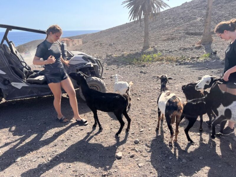 Fuerteventura : 2 hours Buggy Tour in Punta de Jandía - The Cons: What Might Be Less Appealing