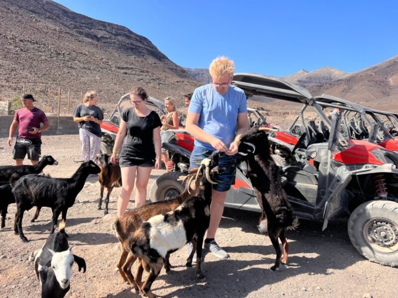 Fuerteventura : 2 hours Buggy Tour in Punta de Jandía - What’s Included and What’s Not