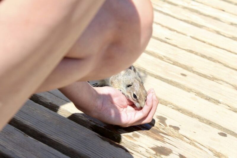 Fuerteventura: Calderón Hondo Volcano Tour - Who Is This Tour Best For?