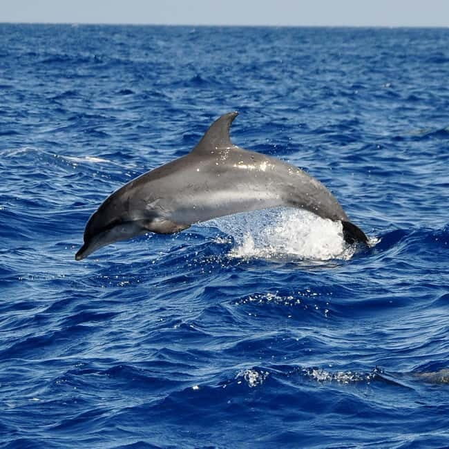 Fuerteventura: Catamarán navegación a vela y delfines. - What You Can Expect on This 5-Hour Sailing Tour