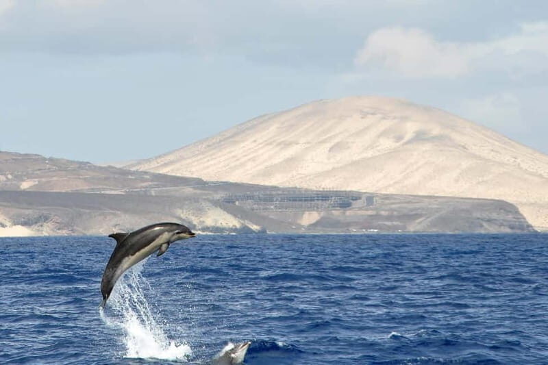 Fuerteventura: Catamarán navegación a vela y delfines. - Who Would Love This Experience?