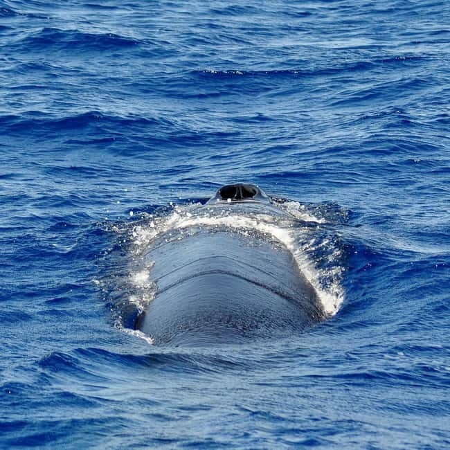 Fuerteventura: Catamarán navegación a vela y delfines. - The Sum Up: Is This Tour Right for You?