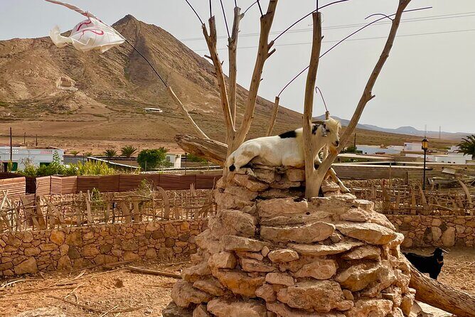 Fuerteventura: Discover Fuerteventura GRAND Islandtour - FAQs
