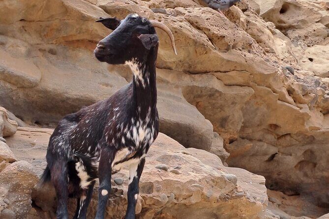 Fuerteventura: GRAND Highlights & Historic TOUR max 8 people - The Value for Money