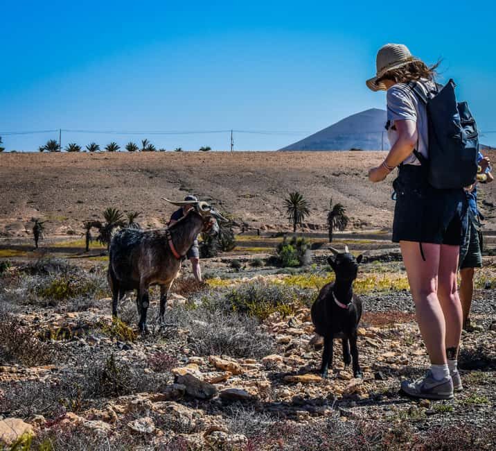 Fuerteventura: Guided Trekking Tour with Island Goats - What’s the Tour All About?