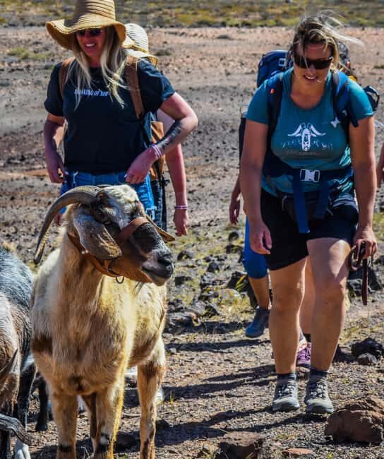 Fuerteventura: Guided Trekking Tour with Island Goats - The Group Dynamic and Guide Experience