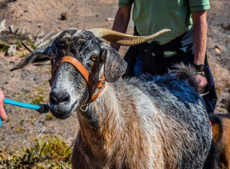 Fuerteventura: Guided Trekking Tour with Island Goats - FAQ