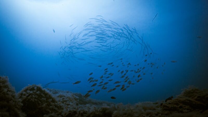 Fuerteventura: Introductory Dive in La Lajita with Pickup - The Itinerary in Detail