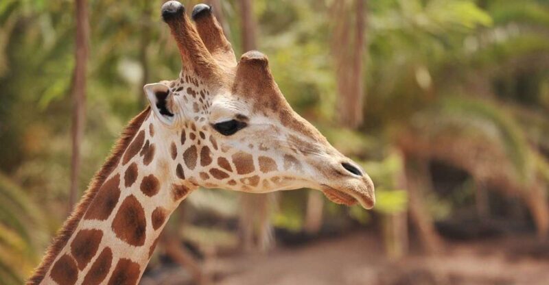 Fuerteventura: Oasis Wildlife Entry Ticket - Exploring Oasis Wildlife: What You Can Expect