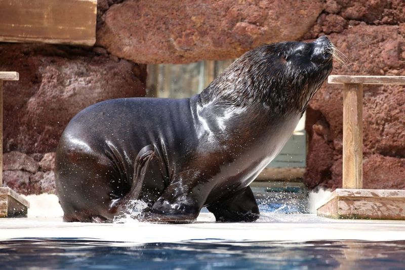 Fuerteventura: Oasis Wildlife Entry Ticket - Animal encounters and up-close moments