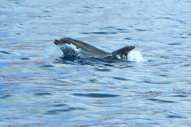 Fuerteventura Sailing Trip from Morro Jable - Is It Worth the Price?