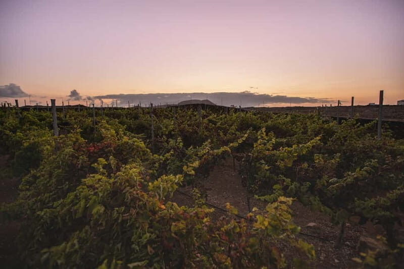 Fuerteventura: Tour & tasting at Conatvs Winery - The Experience Itself: What You’ll Actually Do