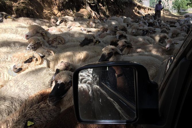 Full Day 4x4 Tour in the Eastern Carpathians - What Travelers Say: Authentic Praise and Practical Insights