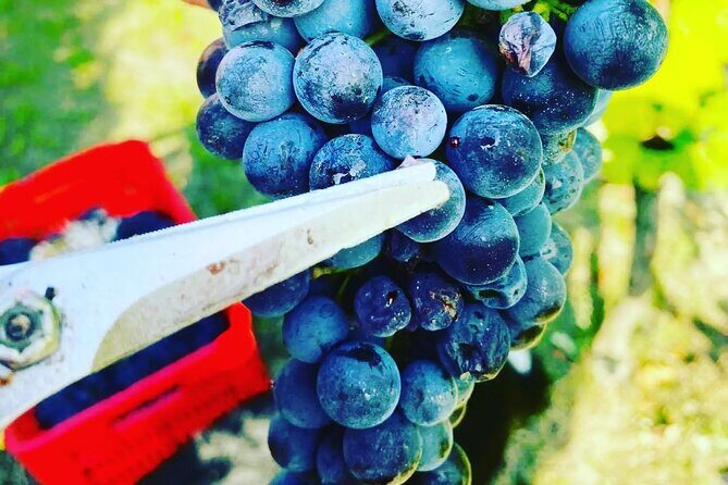 Full day Barolo&Barbaresco Wine Tour from Milano with a local winemaker - Why You’ll Love This Tour