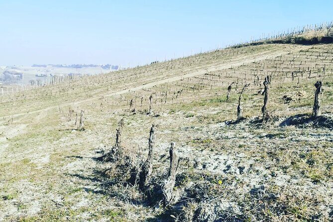 Full day Barolo&Barbaresco Wine Tour from Milano with a local winemaker - Who Should Consider This Tour?