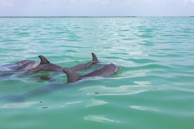 Full Day Boat Tour with Open Bar and Lunch in Riviera Maya - Final Thoughts