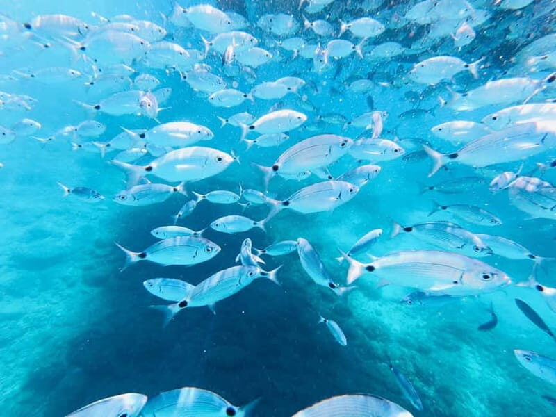 Full-Day Boat Trip, Cave Swim, lunch & Drinks - Medulin/Ceja - Swimmers’ Paradise: Ceja Island