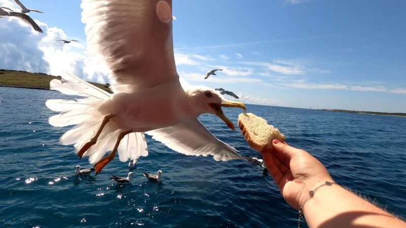 Full day boat-trip Medulin, blue Cave, Cres + dolphin search - Wrapping It Up