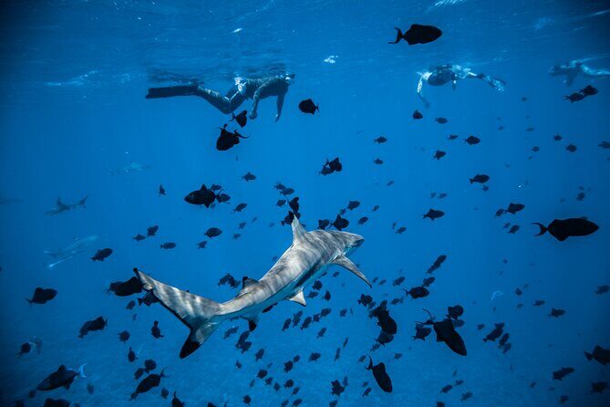 Full-Day Bora Bora Lagoon Cruise Including Snorkeling with Sharks and Stingrays - Who Is This Tour Best For?