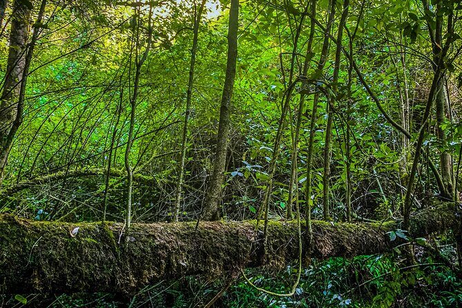 Full Day Bromeliad Forest Tour from Oaxaca - Exploring the Full Day Bromeliad Forest Tour from Oaxaca: A Down-to-Earth Look