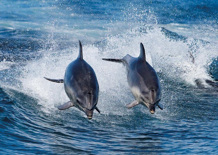 Full-Day Bruny Island Cruises Day Tour from Hobart - FAQs