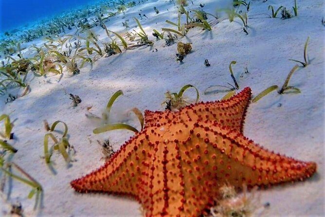 Full-Day El Cielo Snorkel Tour in Cozumel with Transportation and Lunch - Authentic Traveler Insights