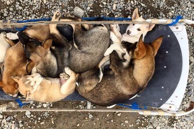 Full Day Emerald Lake Tour with or without Huskies - Who Is This Tour Best For?