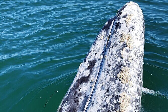 Full Day Gray Whale Watching Experience - What to Expect from the Gray Whale Watching Tour