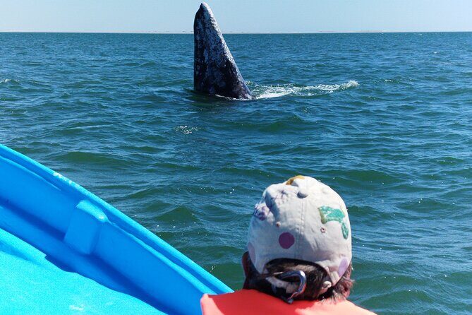 Full Day Gray Whale Watching Experience - Is This Tour Right for You?