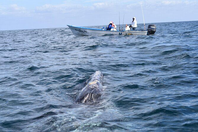 Full-Day Gray Whale Watching tour from Cabo to Mag Bay - Key Points
