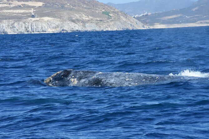 Full-Day Gray Whale Watching tour from Cabo to Mag Bay - The Itinerary: What You Can Expect