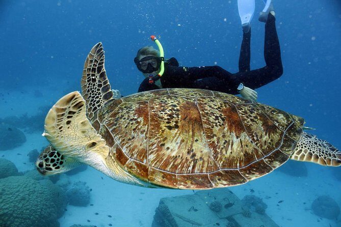 Full-Day Great Barrier Reef Snorkeling from Hamilton Island - An Honest Look at the Full-Day Reef Snorkeling Tour