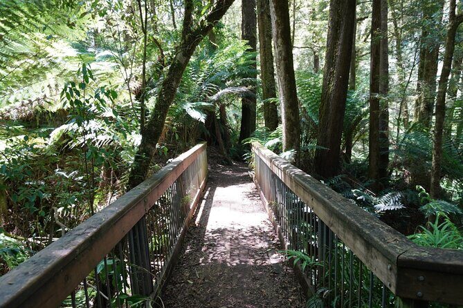 Full-Day Great Ocean Road and 12 Apostles Tour - The Sum Up