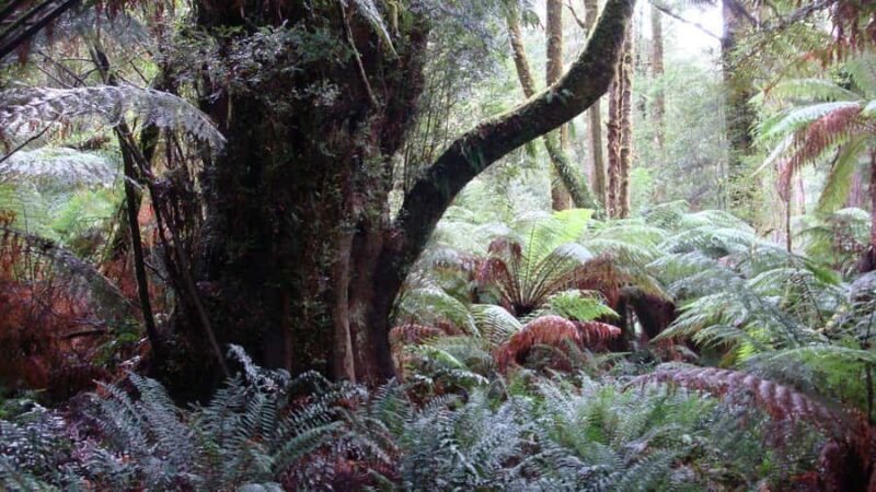 Full Day Great Ocean Road Private Guided Tour - Key Points