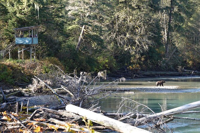 Full Day Grizzly Bear Tour to Bute Inlet - Key Points