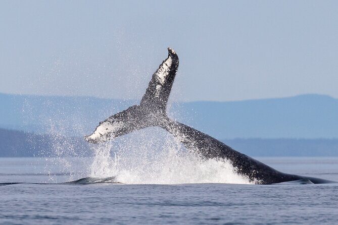 Full Day Grizzly Bear Tour to Bute Inlet - The Review Highlights