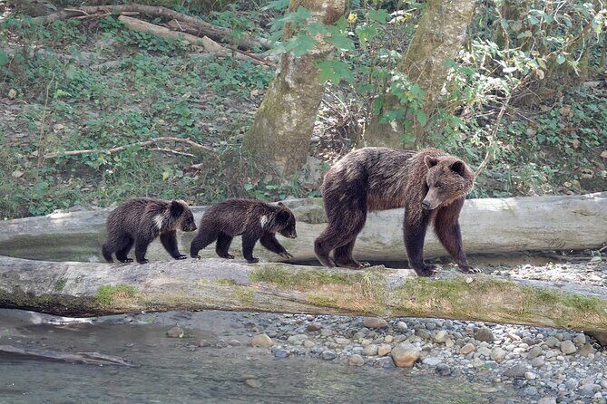 Full Day Grizzly Bear Tour to Bute Inlet - Practical Details