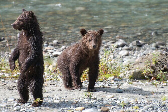 Full Day Grizzly Bear Tour to Bute Inlet - Who Will Love This Tour?