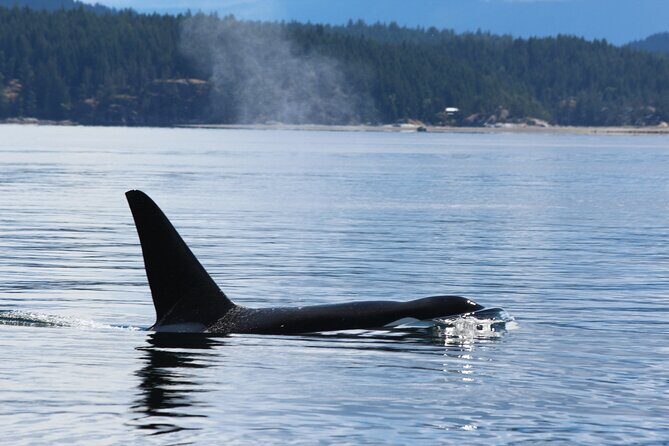 Full Day Grizzly Bear Tour to Bute Inlet - Final Thoughts
