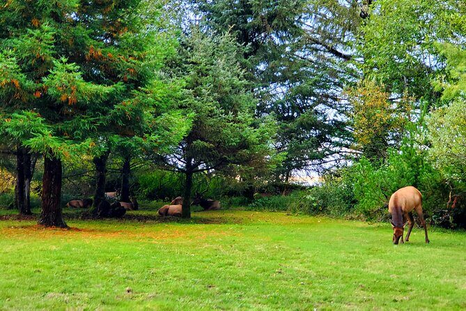 Full-Day Guided Oregon Coast Tour from Portland - The Experience and Overall Value