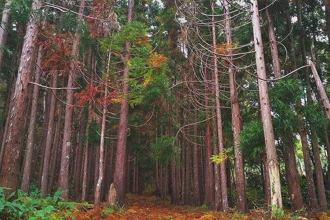 Full-Day Guided Tour in Pico Island - Final Thoughts