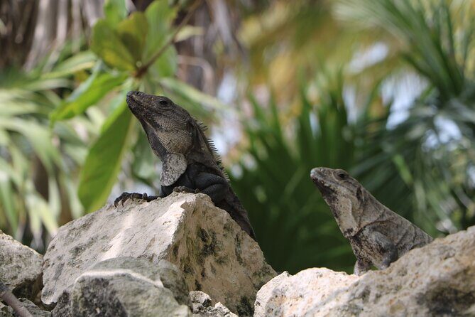 Full Day Guided Tour to Sian Ka'an (short way) - What Makes This Tour Stand Out