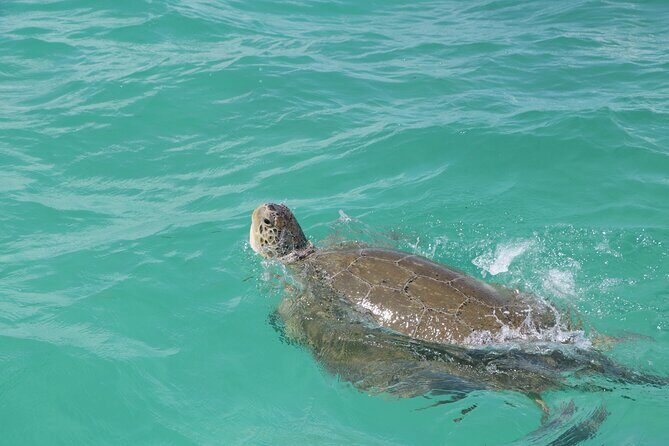 Full Day Guided Tour to Sian Ka'an (short way) - What We Loved About the Experience