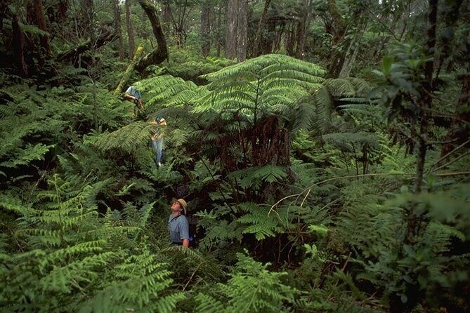 Full-Day Hakalau Forest Reserve Bird Watching Adventure - Final Thoughts