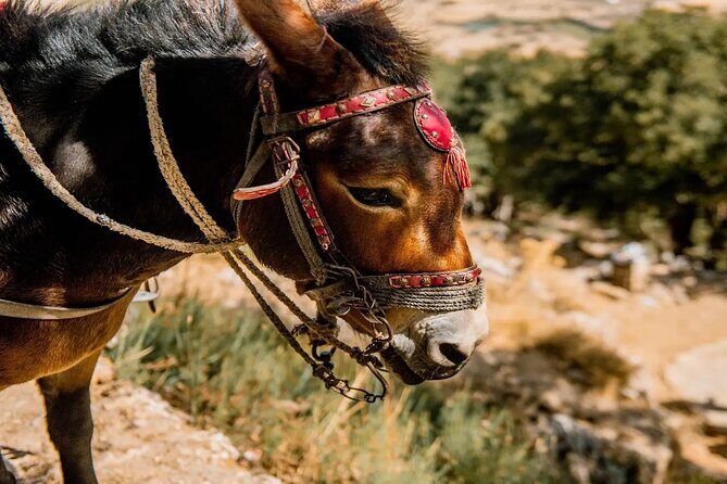 Full-Day/Half-Day Tour : Lasithi Plateau & Knossos Palace - Is It Worth It?