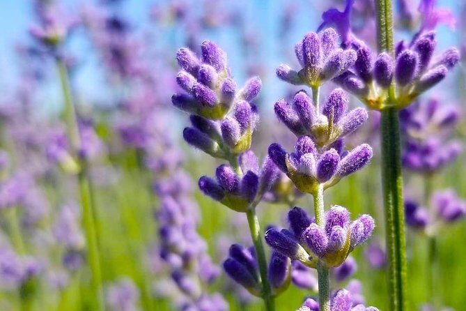 Full-Day Highlights of Prince Edward County Private Tour - Wineries and Tastings