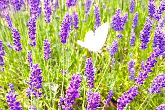 Full-Day Highlights of Prince Edward County Private Tour - Art in the Heart of Picton