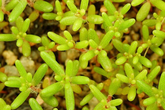 Full Day Hike in Joshua Tree National Park - What the Tour Includes — And What You’ll Need to Arrange