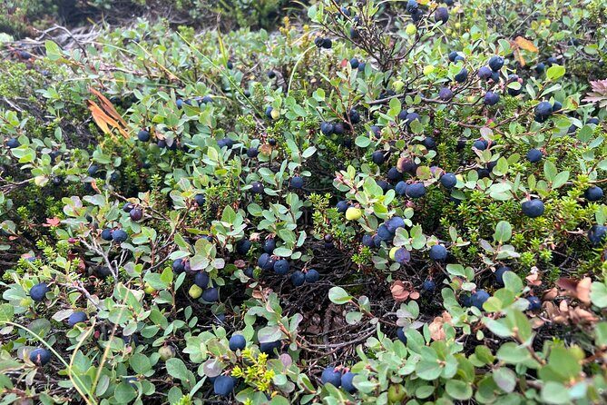 Full day Hiking Adventure - Cancellation and Flexibility