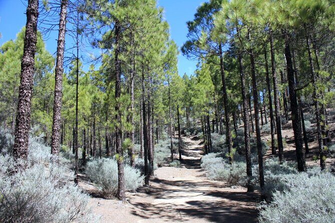 Full day Hiking Gran Canaria Peaks of Gran Canaria - Exploring the Details: What to Expect